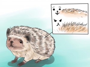 React-when-Your-Hedgehog-Bites-You-Step-17